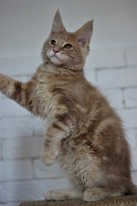 Uray Monterini - Kitten maine-coon 3 months 0.5 weeks