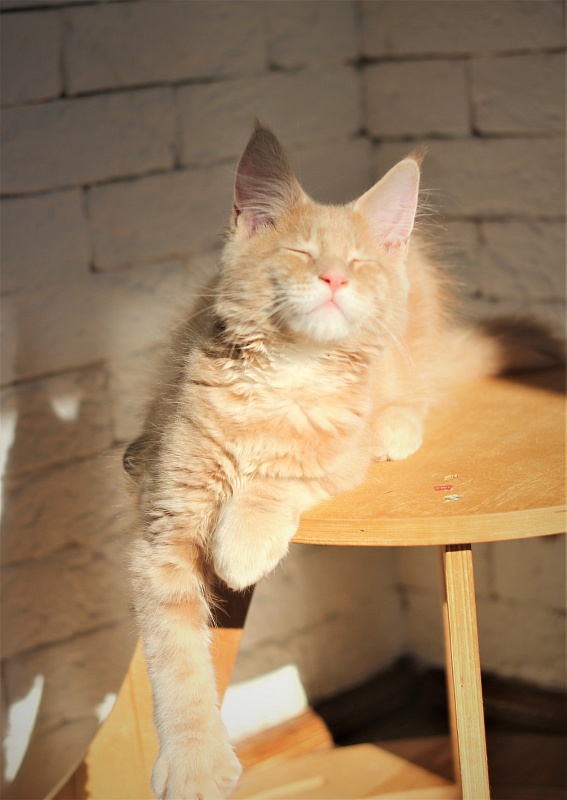 Uray Monterini - Kitten maine-coon 3 months 0.5 weeks