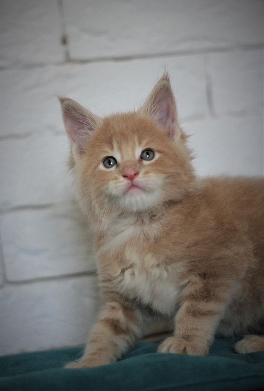 Uray Monterini - Kitten maine-coon 1 month 1 week