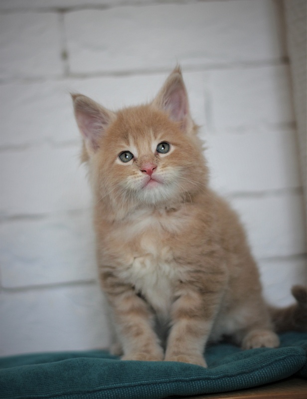 Uray Monterini - Kitten maine-coon 1 month 1 week