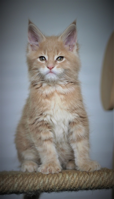 Uray Monterini - Kitten maine-coon 1 month 4 weeks