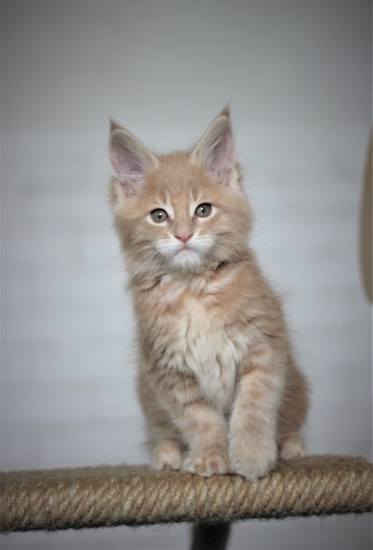 Uray Monterini - Kitten maine-coon 1 month 4 weeks