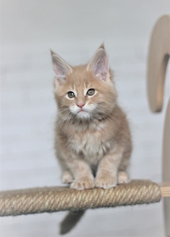 Uray Monterini - Kitten maine-coon 1 month 4 weeks