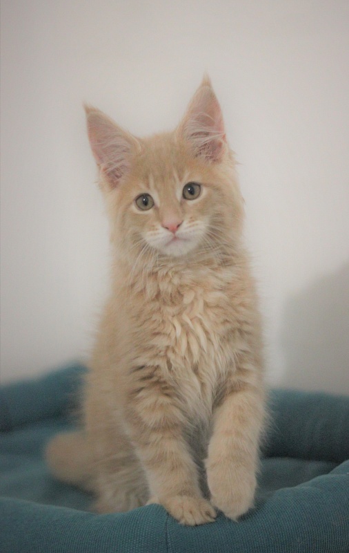 Uray Monterini - Kitten maine-coon 2 months 2 weeks