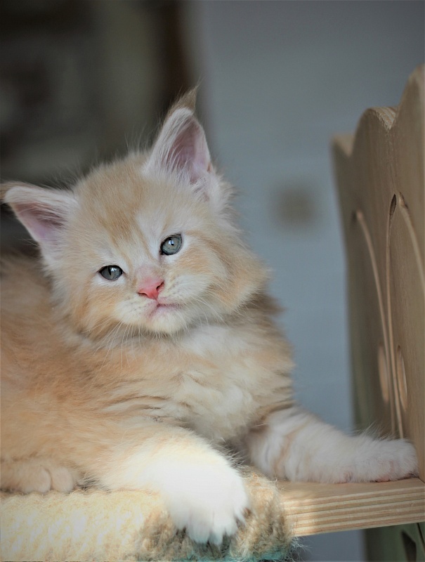 Uran Monterini - Kitten maine-coon 1 month 1 week