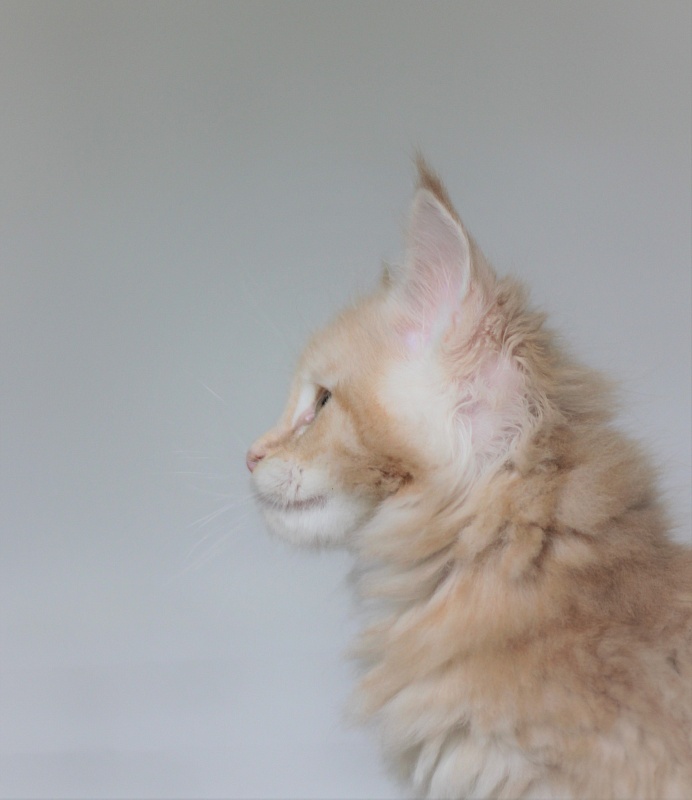 Uran Monterini - Kitten maine-coon 1 month 4 weeks