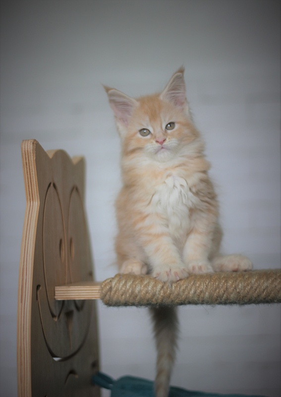 Uran Monterini - Kitten maine-coon 1 month 4 weeks