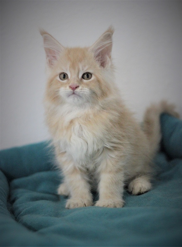 Uran Monterini - Kitten maine-coon 2 months 0.5 weeks