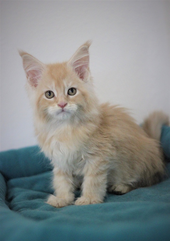 Uran Monterini - Kitten maine-coon 2 months 0.5 weeks