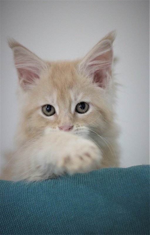 Uran Monterini - Kitten maine-coon 2 months 0.5 weeks