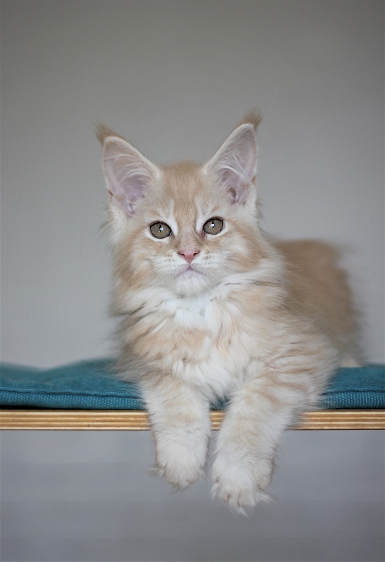 Uran Monterini - Kitten maine-coon 2 months 3 weeks