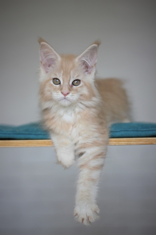 Uran Monterini - Kitten maine-coon 2 months 3 weeks