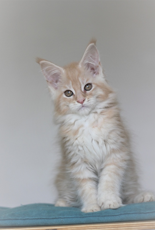 Uran Monterini - Kitten maine-coon 2 months 3 weeks