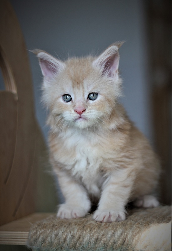 Uran Monterini - Kitten maine-coon 1 month 1 week