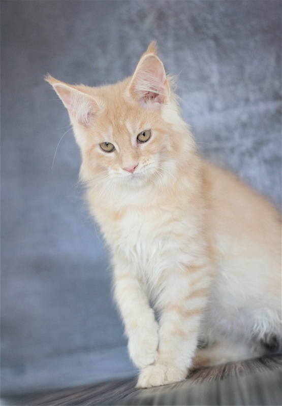 Uran Monterini - Kitten maine-coon 3 months 1.5 week