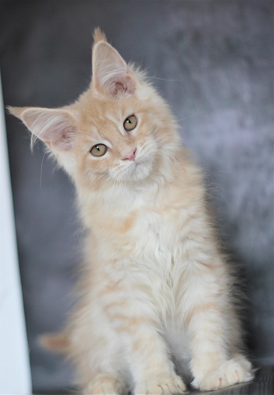 Uran Monterini - Kitten maine-coon 3 months 1.5 week