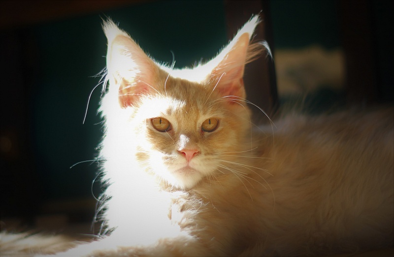 Uran Monterini - Kitten maine-coon 4 months