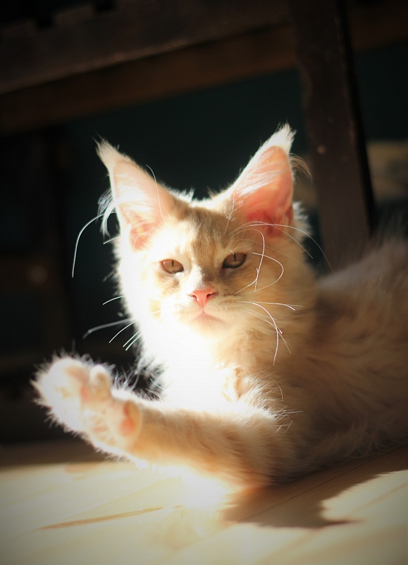 Uran Monterini - Kitten maine-coon 4 months