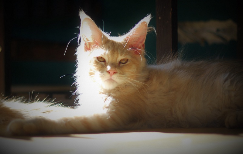 Uran Monterini - Kitten maine-coon 4 months