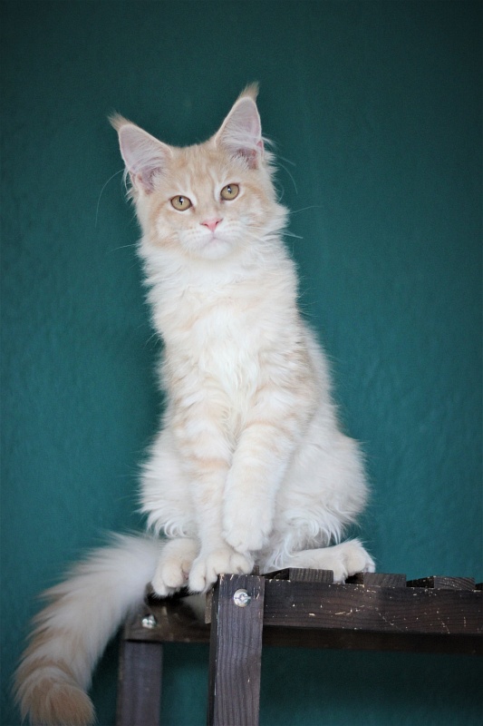 Uran Monterini - Kitten maine-coon 4 months 2 weeks