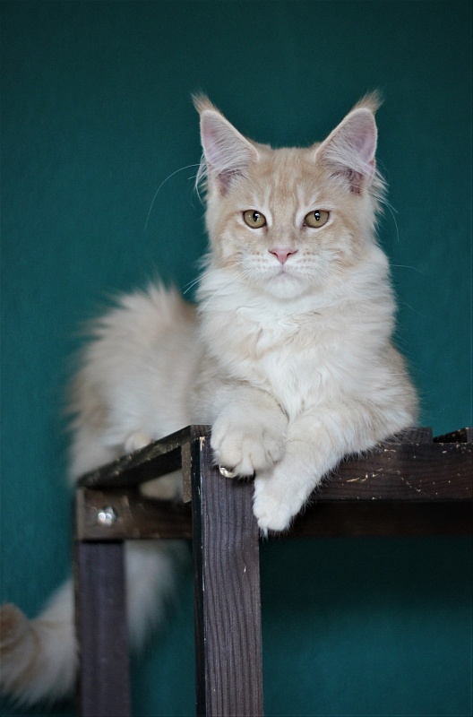 Uran Monterini - Kitten maine-coon 4 months 2 weeks