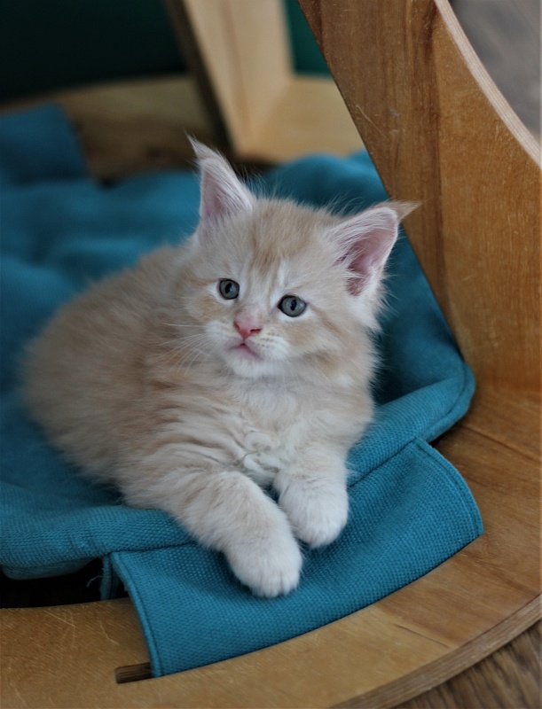 Uran Monterini - Kitten maine-coon 1 month 1 week