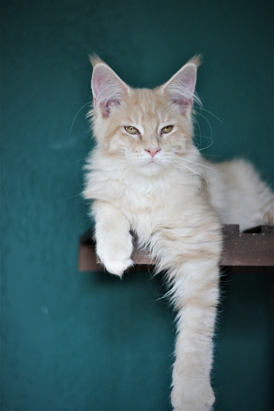 Uran Monterini - Kitten maine-coon 4 months 2 weeks