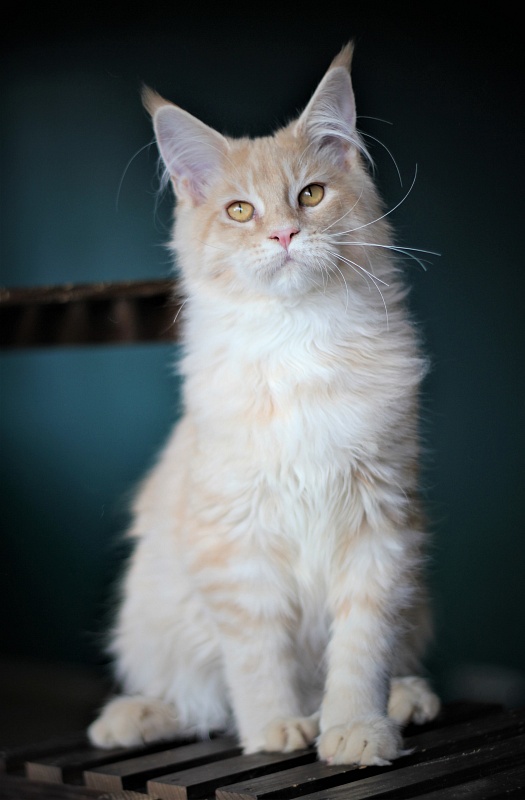 Uran Monterini - Kitten maine-coon 5 months 2.5 weeks