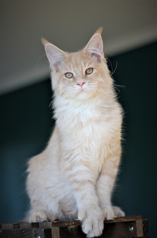 Uran Monterini - Kitten maine-coon 5 months 2.5 weeks