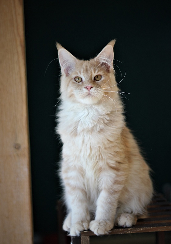 Uran Monterini - Kitten maine-coon 5 months 2.5 weeks