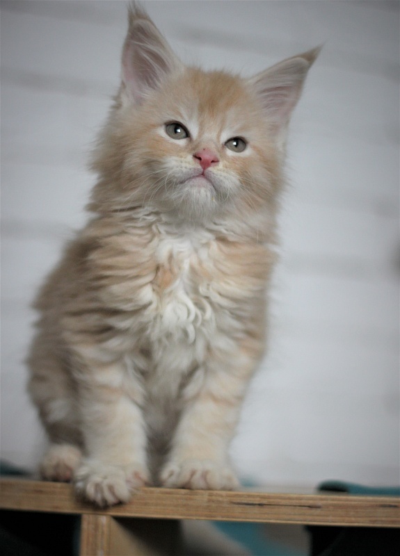Uran Monterini - Kitten maine-coon 1 month 3 weeks