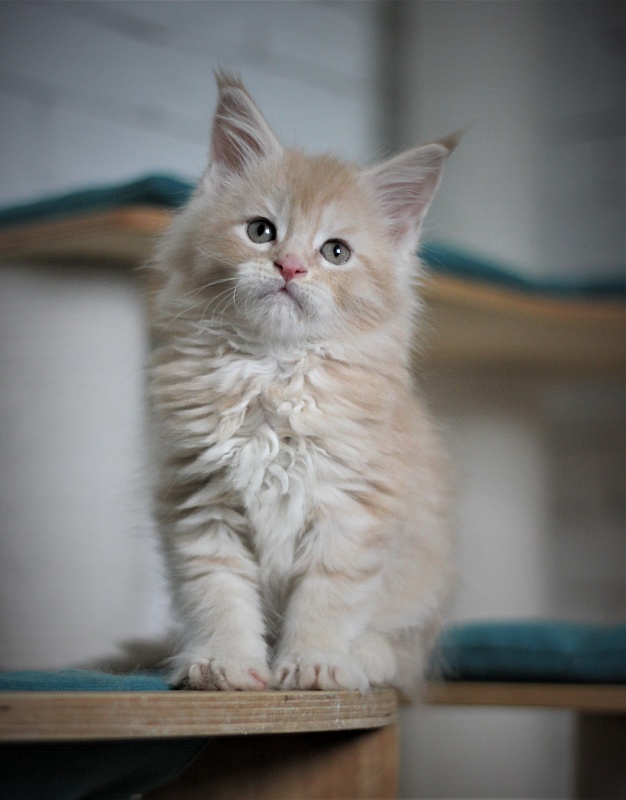 Uran Monterini - Kitten maine-coon 1 month 3 weeks