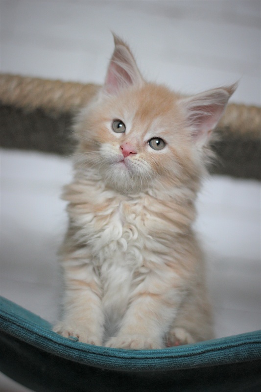 Uran Monterini - Kitten maine-coon 1 month 3 weeks