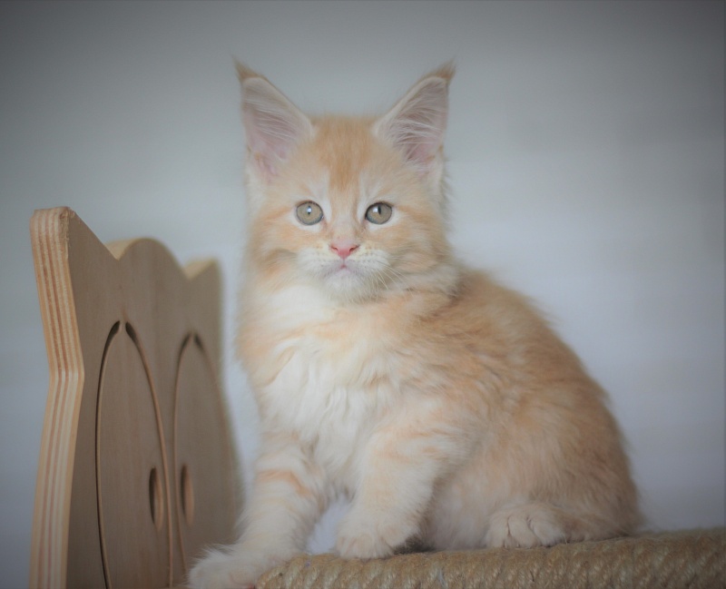 Uran Monterini - Kitten maine-coon 1 month 4 weeks