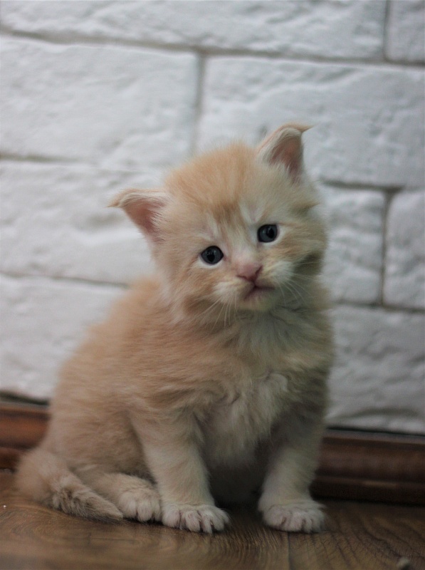 Uran Monterini - Kitten maine-coon 3.5 weeks
