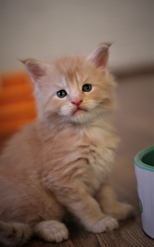 Uran Monterini - Kitten maine-coon 1 month
