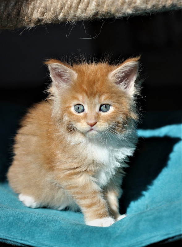 Vasilisa Monterini - Кошеня мейн-кун 1 місяць 1 тиждень