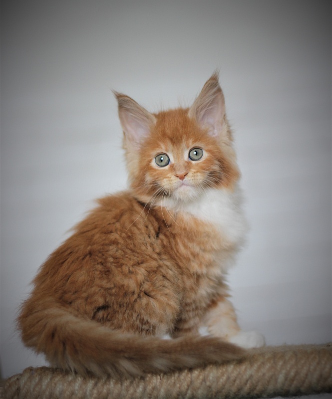 Vasilisa Monterini - Кошеня мейн-кун 1 місяць 4 тижні