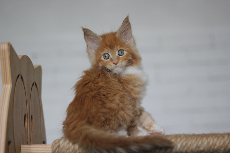 Vasilisa Monterini - Кошеня мейн-кун 1 місяць 4 тижні