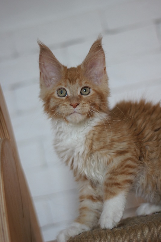 Vasilisa Monterini - Кошеня мейн-кун 3 місяця