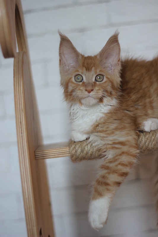 Vasilisa Monterini - Кошеня мейн-кун 3 місяця