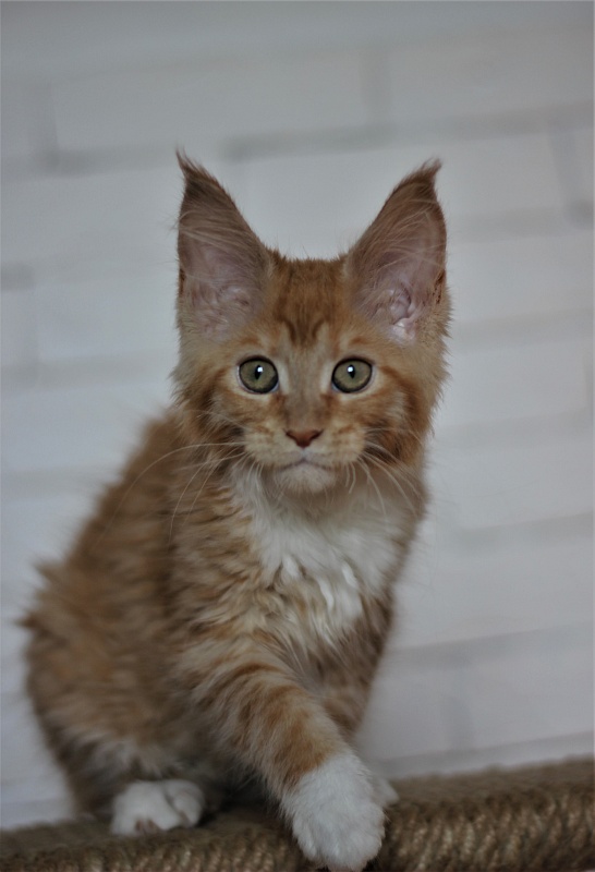 Vasilisa Monterini - Кошеня мейн-кун 3 місяця