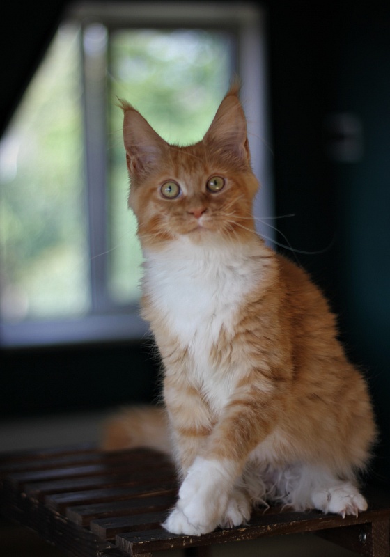 Vasilisa Monterini - Кошеня мейн-кун 5 місяців 2 тижні