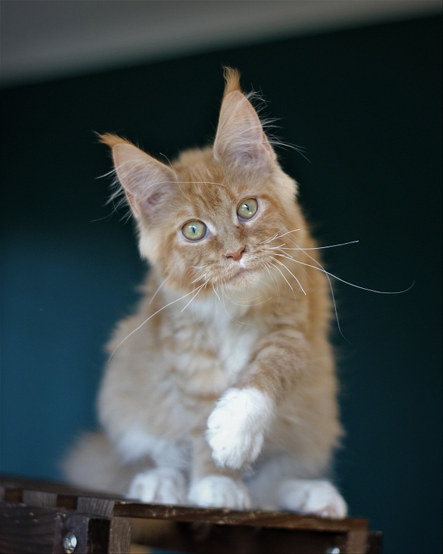 Vasilisa Monterini - Кошеня мейн-кун 5 місяців 2 тижні