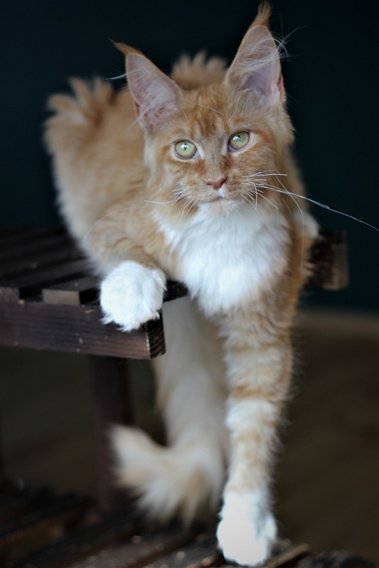 Vasilisa Monterini - Кошеня мейн-кун 5 місяців 2 тижні