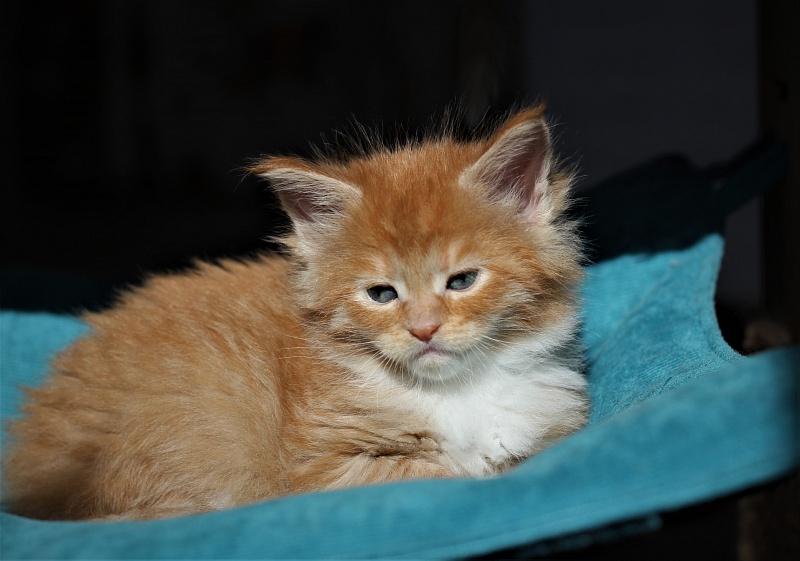 Vasilisa Monterini - Кошеня мейн-кун 1 місяць 1 тиждень