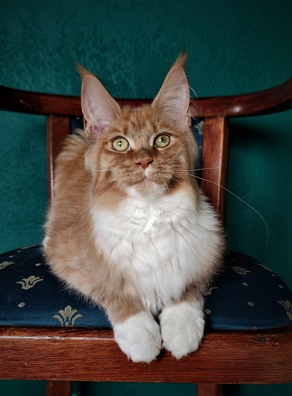 Vasilisa Monterini - Кошеня мейн-кун 6 місяців 4 тижні