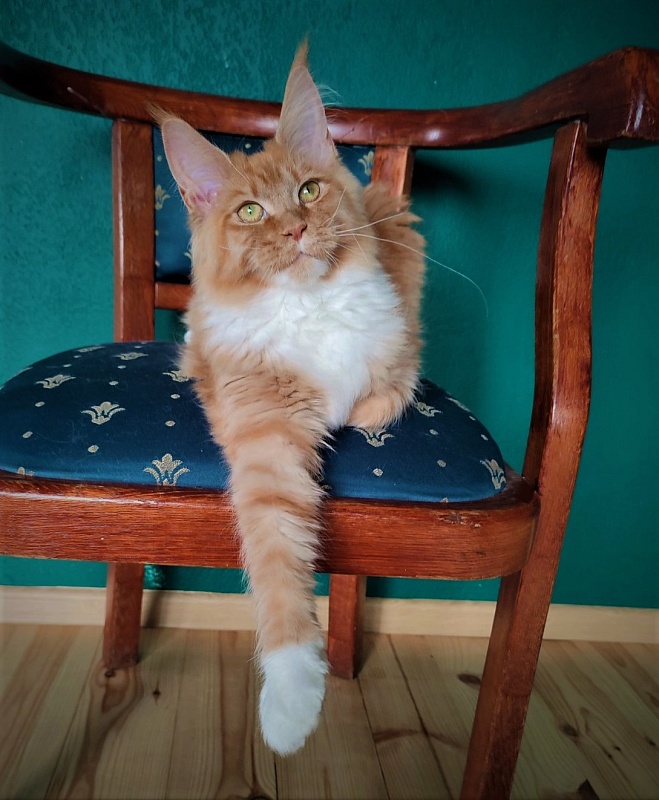 Vasilisa Monterini - Кошеня мейн-кун 6 місяців 4 тижні