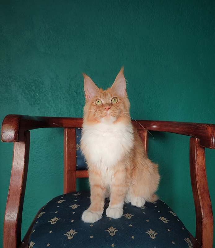 Vasilisa Monterini - Кошеня мейн-кун 6 місяців 4 тижні