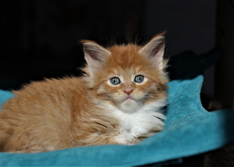 Vasilisa Monterini - Кошеня мейн-кун 1 місяць 1 тиждень